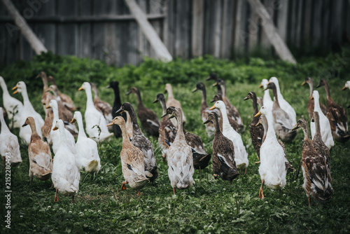 Fotografie Group of domestic ducks in various colors and patterns walking on green grass in