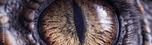 Macro close-up of a cat eye. Extreme detail of the iris and pupil texture showing natural feline biology. Symbolic representation of wild instinct, vision, predators and animal mystery.