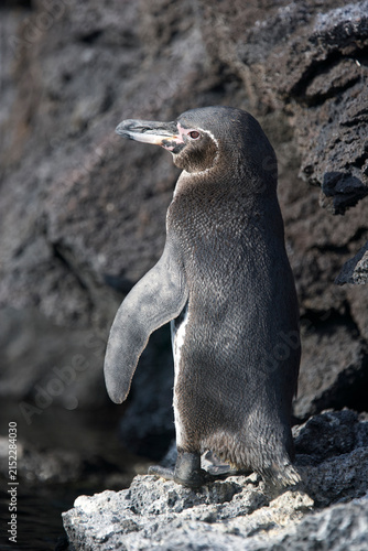 Galapagos penguin on the shoreline
