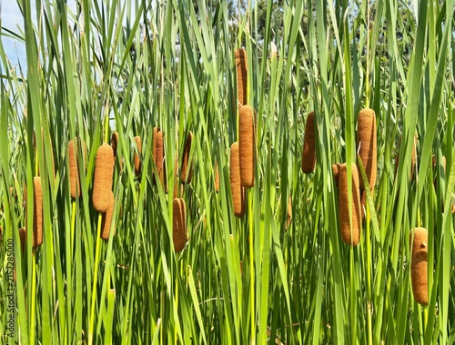 Fotografie Marshland cattail plants with brown seed heads and green leaves