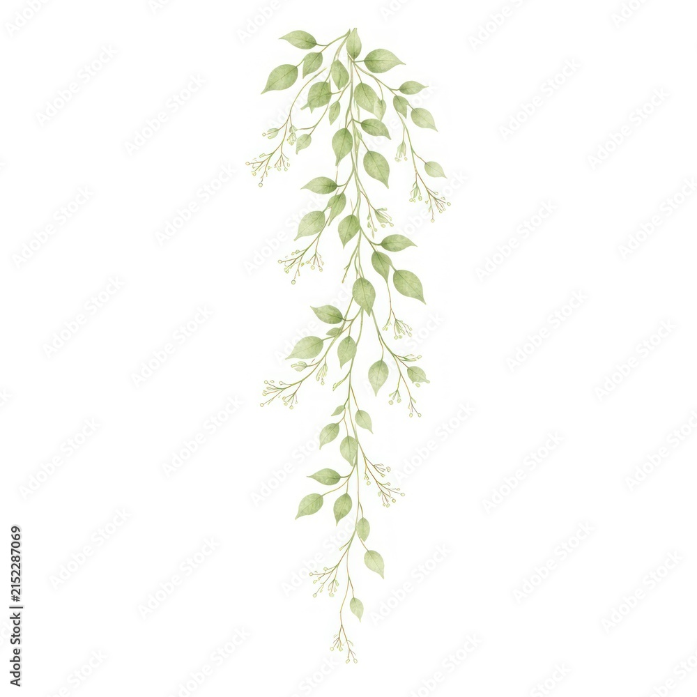 Fototapeta premium Delicate watercolor illustration of green leafy vines on a white background.