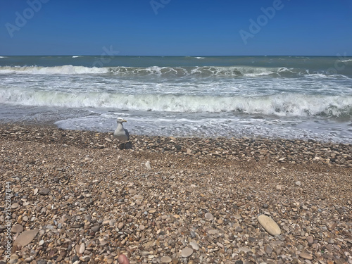 a seagull on the pebble beach with the rough sea in the background