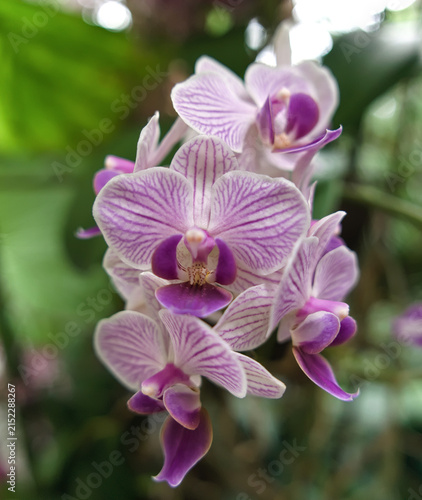 macro of a small white and purple orchid shoot in its foliage