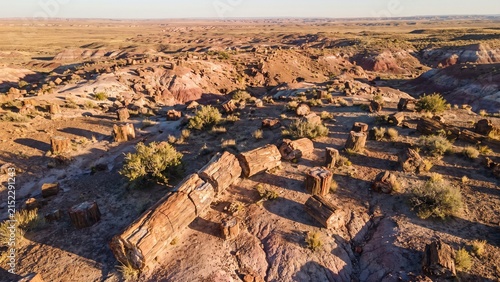 Ancient petrified wood scattered across desert landscape symbolizing t
