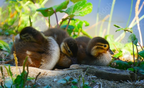 Obraz na plátně Cute newborn baby duck sitting in the green grass by the peaceful lake lighten w