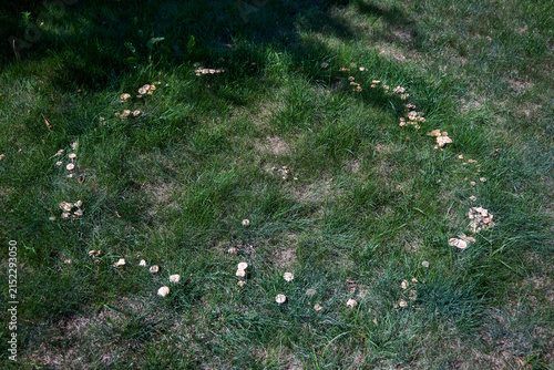Foto Natural fairy ring formed by wild Marasmius oreades mushrooms growing in circular pattern on lush green grass lawn in summer backyard, showcasing unique fungal mycelium growth phenomenon