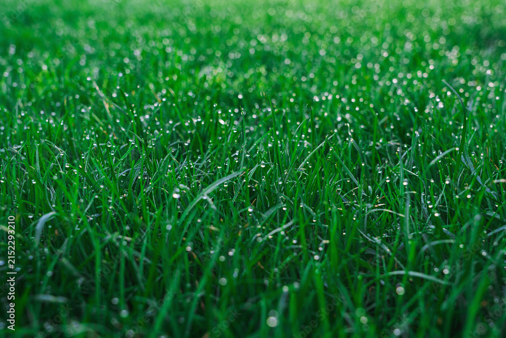 Obraz premium morning dew - green grass texture - well-groomed turf in the garden