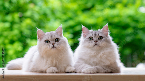 Close up of two beautiful fluffy cats looking at camera together with curious eyes in green nature background.