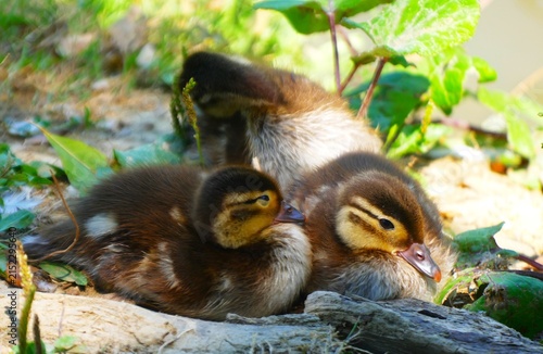 Fotografie Cute newborn baby ducks sitting in the green grass by the peaceful lake lighten