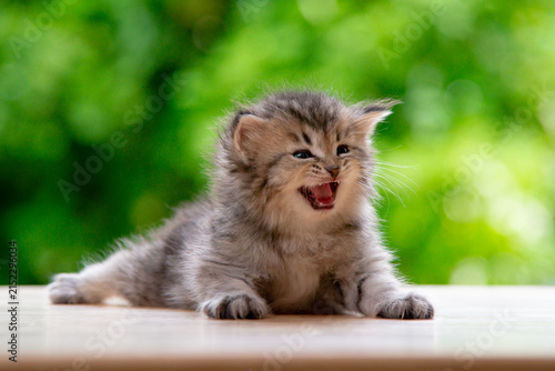 Close up of playful grey tabby kitten meowing with open mouth in green nature background.