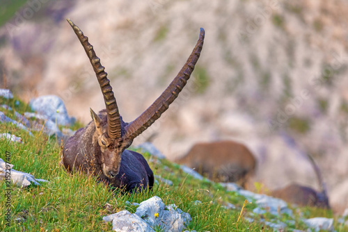 Steinbock - Alpensteinbock - Hörner - Wild - Allgäu - Oberstdorf