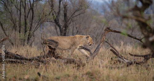 Afrikanischer Löwe in der Savanne Afrikas. Eindrucksvolles Tier eines majestätischen Löwen oder einer Löwin in natürlicher Umgebung