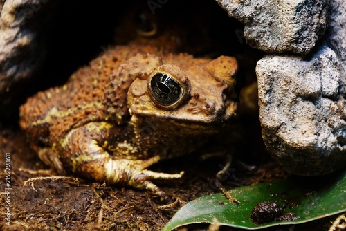 Foto Close-up of a Tschudi's Caribbean toad (Peltophryne peltocephala), also known as