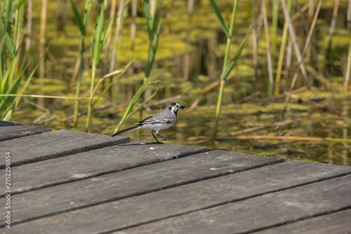 A White Wagtail with prey in its beak on a wooden pier near a pond.