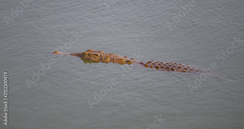 Nilkrokodil in seinem natürlichen Lebensraum in Afrika. Das mächtige Reptil steht für Urkraft, Raubtierverhalten, Flussökosysteme und die Wildnis afrikanischer Nationalparks