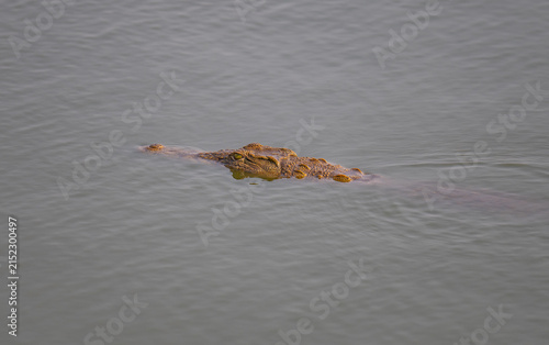 Nilkrokodil in seinem natürlichen Lebensraum in Afrika. Das mächtige Reptil steht für Urkraft, Raubtierverhalten, Flussökosysteme und die Wildnis afrikanischer Nationalparks