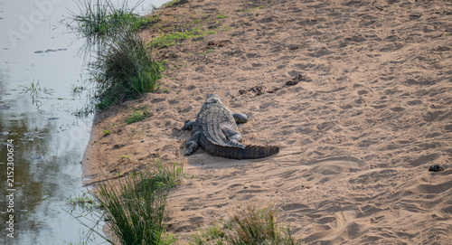 Nilkrokodil in seinem natürlichen Lebensraum in Afrika. Das mächtige Reptil steht für Urkraft, Raubtierverhalten, Flussökosysteme und die Wildnis afrikanischer Nationalparks