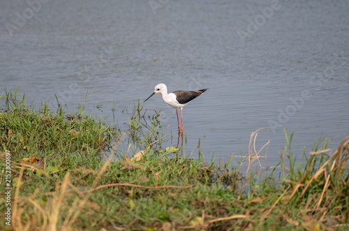 Stelzenläufer - Black‑winged Stilt ist ein eleganter Watvogel mit langen roten Beinen und kontrastreichem Schwarz‑Weiß‑Gefieder