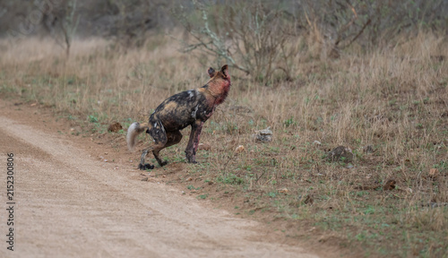 Afrikanischer Wildhund bewegt sich durch eine trockene Savannenlandschaft