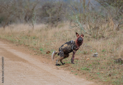Afrikanischer Wildhund bewegt sich durch eine trockene Savannenlandschaft