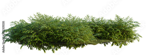 Foto Adiantum venustum tree shrub, plant bush, cutout, isolate transparent background