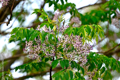 Obraz na płótnie Chinaberry tree // Indischer Zederachbaum (Melia azedarach)