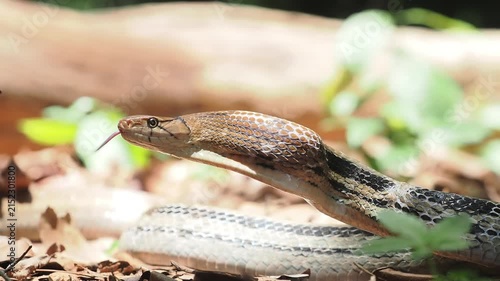 Coelognathus radiatus is a non-venomous snake commonly found in southeast asia and thailand