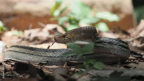 Coelognathus radiatus is a non-venomous snake commonly found in southeast asia and thailand