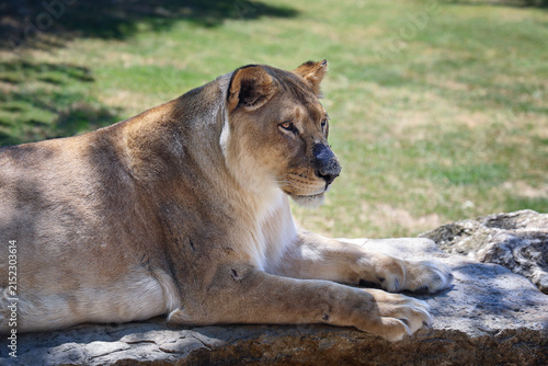 Close-up of a lioness resting on a stone ledge in the warm sunlight.