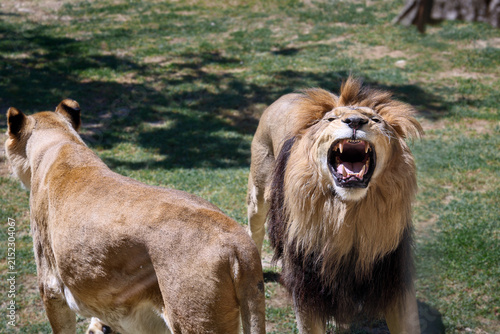 Close-up of a roaring male lion with a large dark mane and open mouth, revealing teeth. A lioness stands nearby. The scene is outdoors in a natural grassy setting.