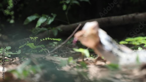 Coelognathus radiatus is a non-venomous snake commonly found in southeast asia and thailand