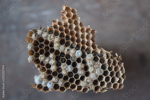 Close-up of a paper wasp nest showing intricate hexagonal cells and a weathered papery structure.