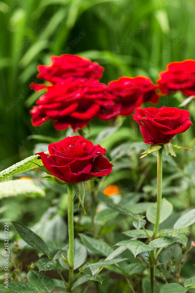 Obraz premium Red garden roses on stems in a green garden.