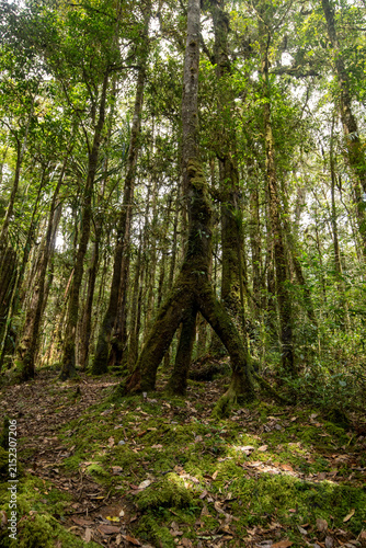 Konstfotografi The lush greenery of the Arfak Mountains, Papua, Indonesia