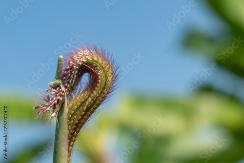 Obraz na plátne Bent wild grass seed head against clear blue sky background with green foliage bokeh blur