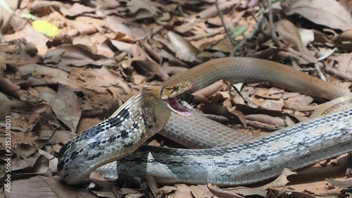 Coelognathus radiatus is a non-venomous snake commonly found in southeast asia and thailand