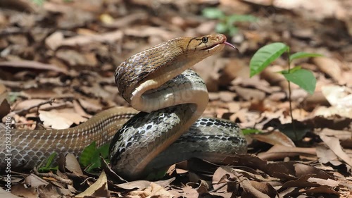Coelognathus radiatus is a non-venomous snake commonly found in southeast asia and thailand