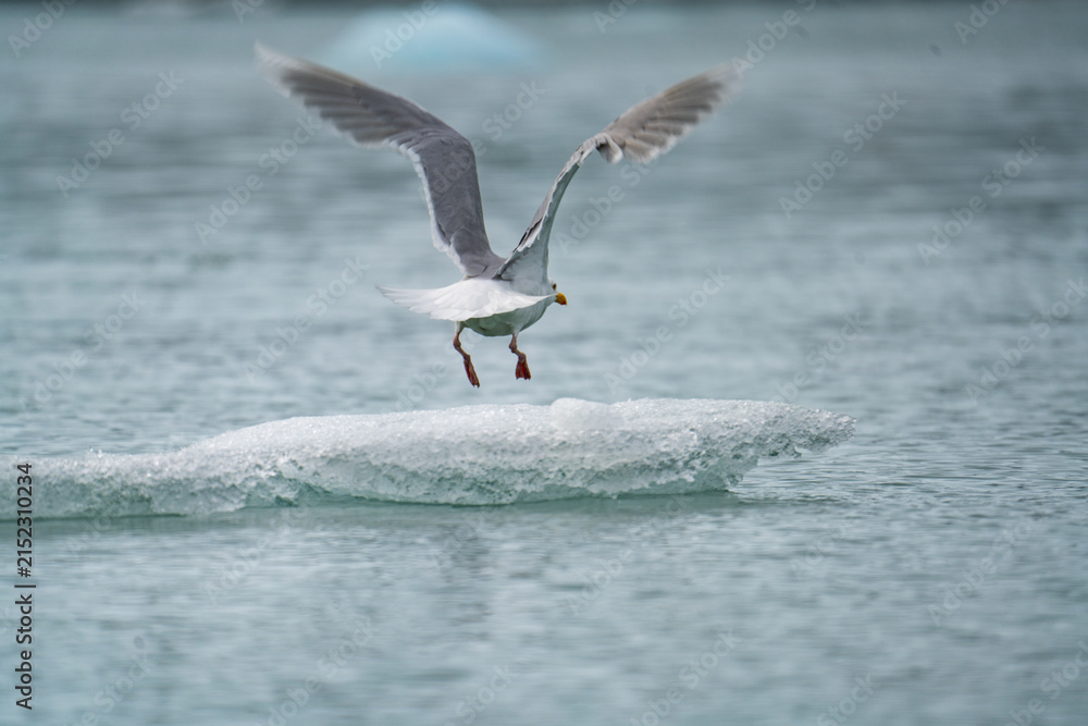 Fototapeta premium Glaucous gull (Larus hyperboreus) taking flight from an iceberg in Monacobreen, Svalbard, Norway
