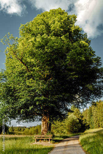 Wooden park bench under a large old linden tree in summer landscape