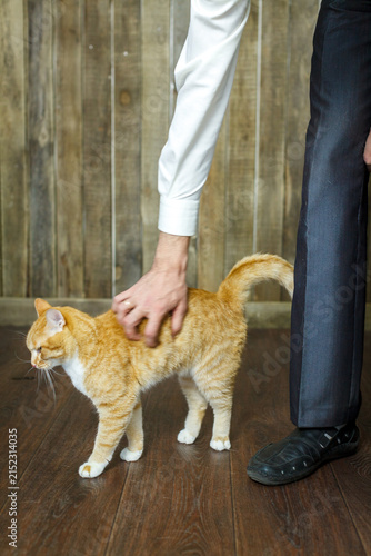 A man gently pets a friendly ginger cat