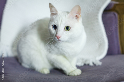 A gorgeous white cat