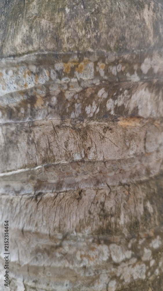 Fototapeta premium Close-up of Textured Palm Tree Bark Surface
