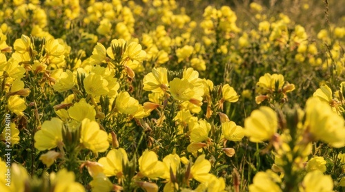 Bright Yellow Wildflower Field in Soft Golden Natural Light