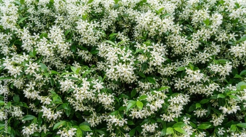 Dense White Star Shaped Flowers Creating Fresh Botanical Background
