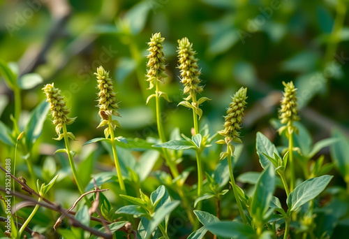 Green spiky flower heads of...