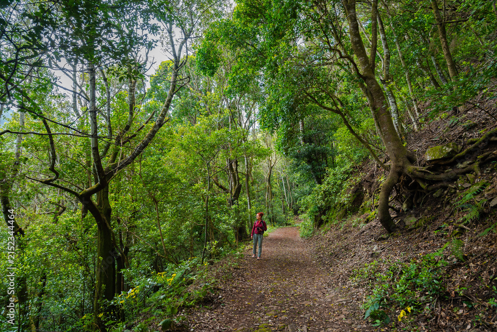 Fototapeta premium Hiker under mossy laurel trees, Tenerife