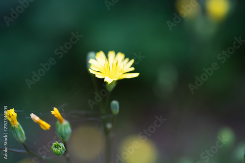 Obraz na plátně Yellow wildflower with dewy petals, surrounded by soft bokeh and spider webs