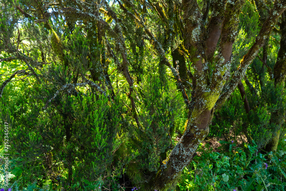 Fototapeta premium Tree heath trunks and foliage, Tenerife
