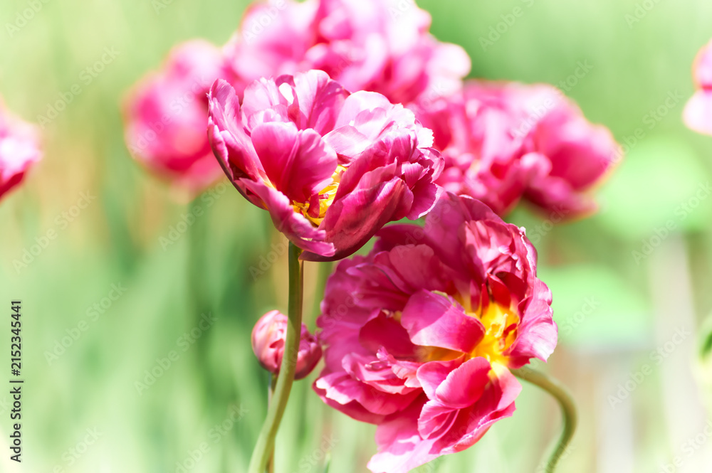 Obraz premium Nature background with spring flowers. Selective and soft focus. Close up.