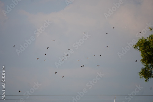 Fotografie Flock of Birds Flying in Cloudy Sky
